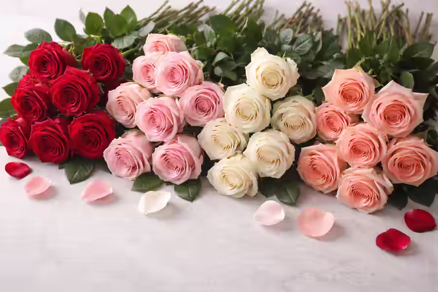Rose Day 2026 Meaning of Rose Colours, Wishes and Celebration Ideas