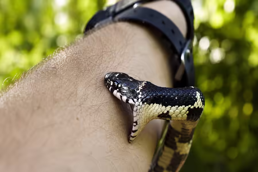 Snake bitten