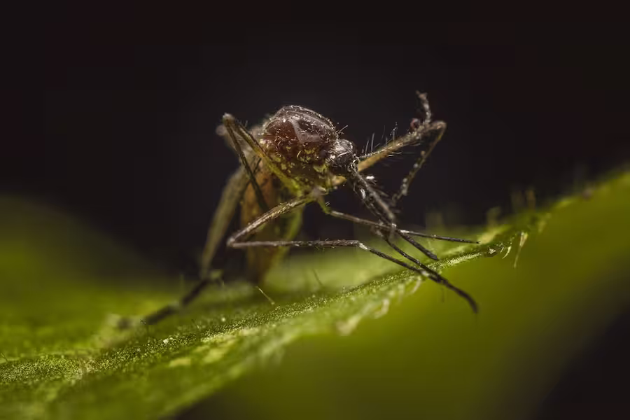 Dengue Symptoms: बारिश के मौसम में दिखें ये 15 लक्षण, तुरंत हो जाएं सतर्क