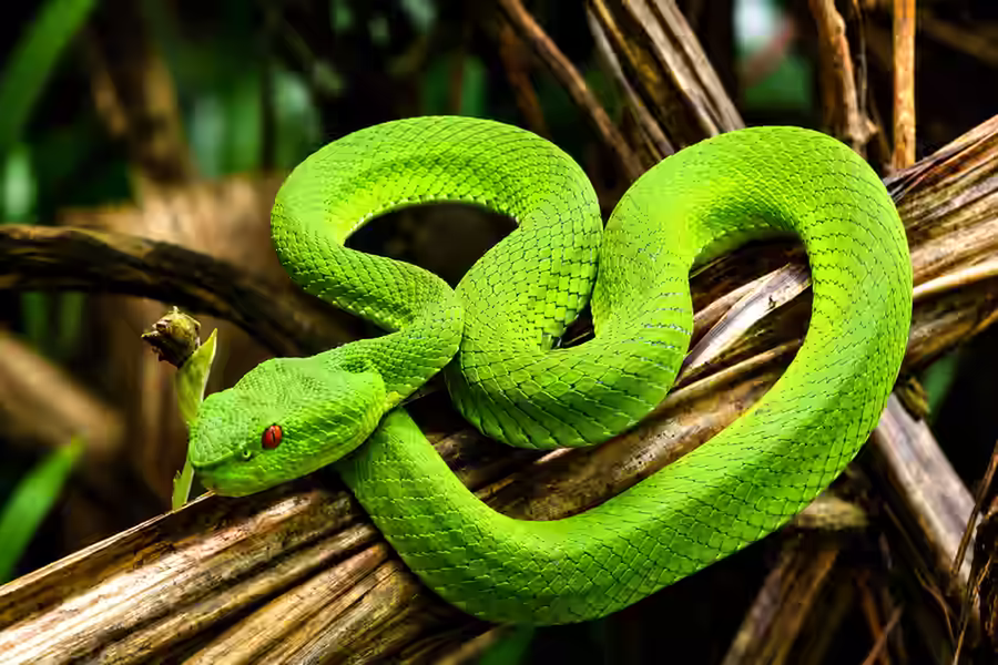 Snake